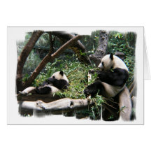 Panda Bears Greeting Card