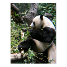 Panda Bears Postcard