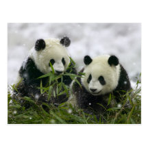 Panda Bears Postcard - Customized