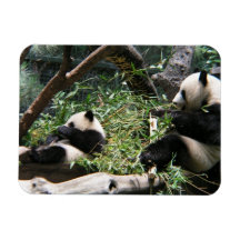 Panda Bears Premium Magnet