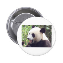 Panda Buttons