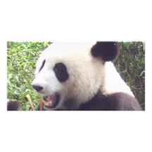 Panda Cartes Avec Photo