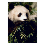 Panda Close-Up Card