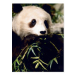 Panda Close-Up Post Card