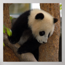 panda-cub10x10 posters