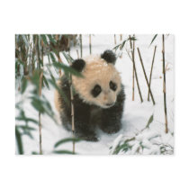 Panda cub on snow, Wolong, Sichuan, China 2 Postcard