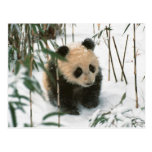 Panda cub on snow, Wolong, Sichuan, China 2 Postcard