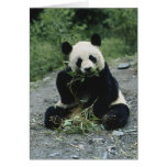 Panda Eating Greeting Cards