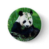 Panda Eating Leaves Pinback Buttons