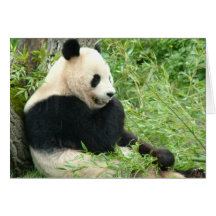 Panda Greeting Card