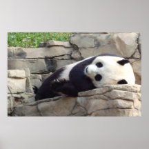 panda in repose poster