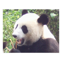 Panda Invitations