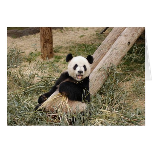 Panda M001 Greeting Cards