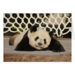 Panda M010 Card