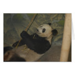 Panda M013 Cards