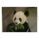 Panda M014 Cards