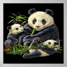 Panda Mom and Cubs Poster