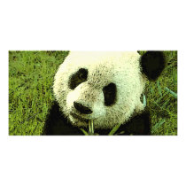 Panda Photo Card