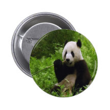 Panda Pinback Buttons