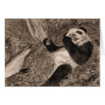 Panda Play Cards