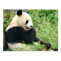Panda Postcard