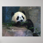 Panda Poster