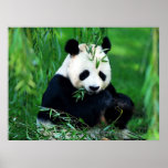 Panda Posters Prints - Panda Eating Leaves Poster