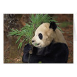 Panda Profile Greeting Cards