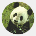 Panda Round Sticker