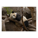 Panda SD003 Card