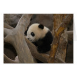 Panda SD005 Cards
