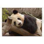 Panda SD010 Cards