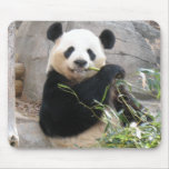 Panda Snack