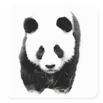 Panda Square Sticker