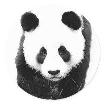 Panda Stickers