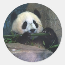 Panda Sticker