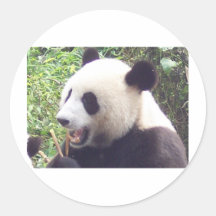 Panda Sticker
