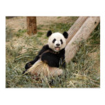 PandaM001 Post Cards