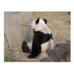 PandaM004 Postcards