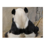 PandaM005 Postcards