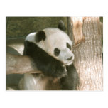 PandaM016 Postcards