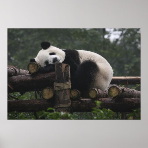 Pandas géants à la protection et aux 3 de panda gé posters
