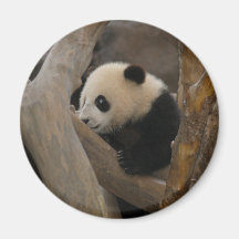 PandaSD005 Magnets