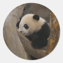 PandaSD005 Round Stickers
