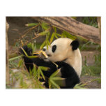 PandaSD008 Postcards