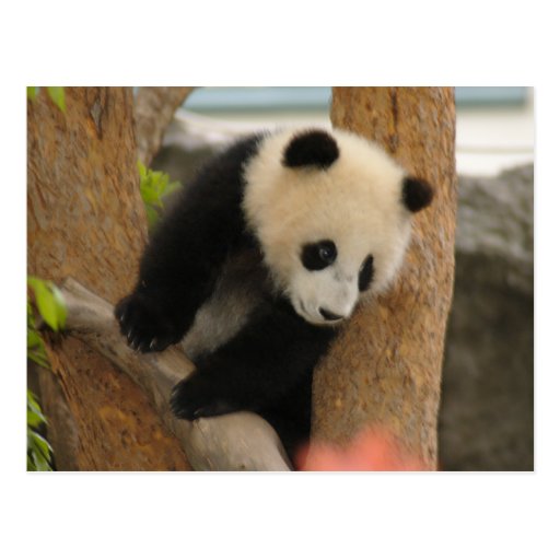 PandaSD009 Post Cards