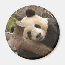 PandaSD010 Fridge Magnets
