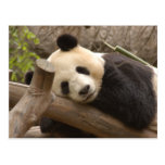 PandaSD010 Postcard
