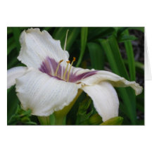 PANDORA'S BOX DAYLILY greeting card