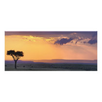 Panoramic view of single acacia tree at